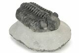 Large Phacopid (Drotops) Trilobite - Nice Eye Preservation #233837-3